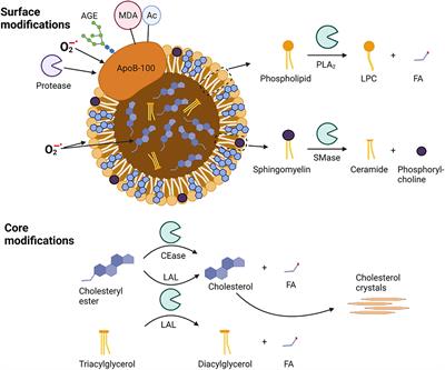 Modified Lipoproteins Induce Arterial Wall Inflammation During Atherogenesis
